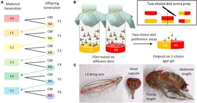 Diet Hierarchies Guide Temporal-Spatial Variation in Drosophila suzukii Resource Use